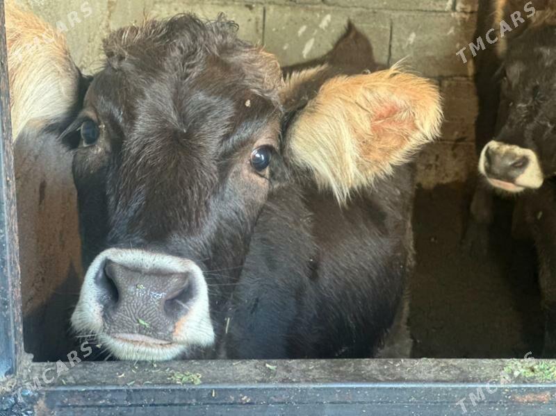 tüwe - Çoganly - img 4