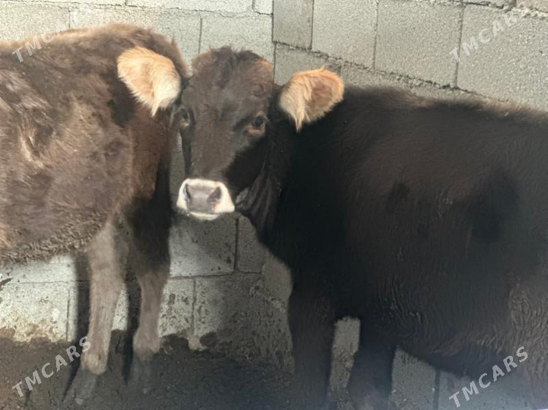 tüwe - Çoganly - img 5