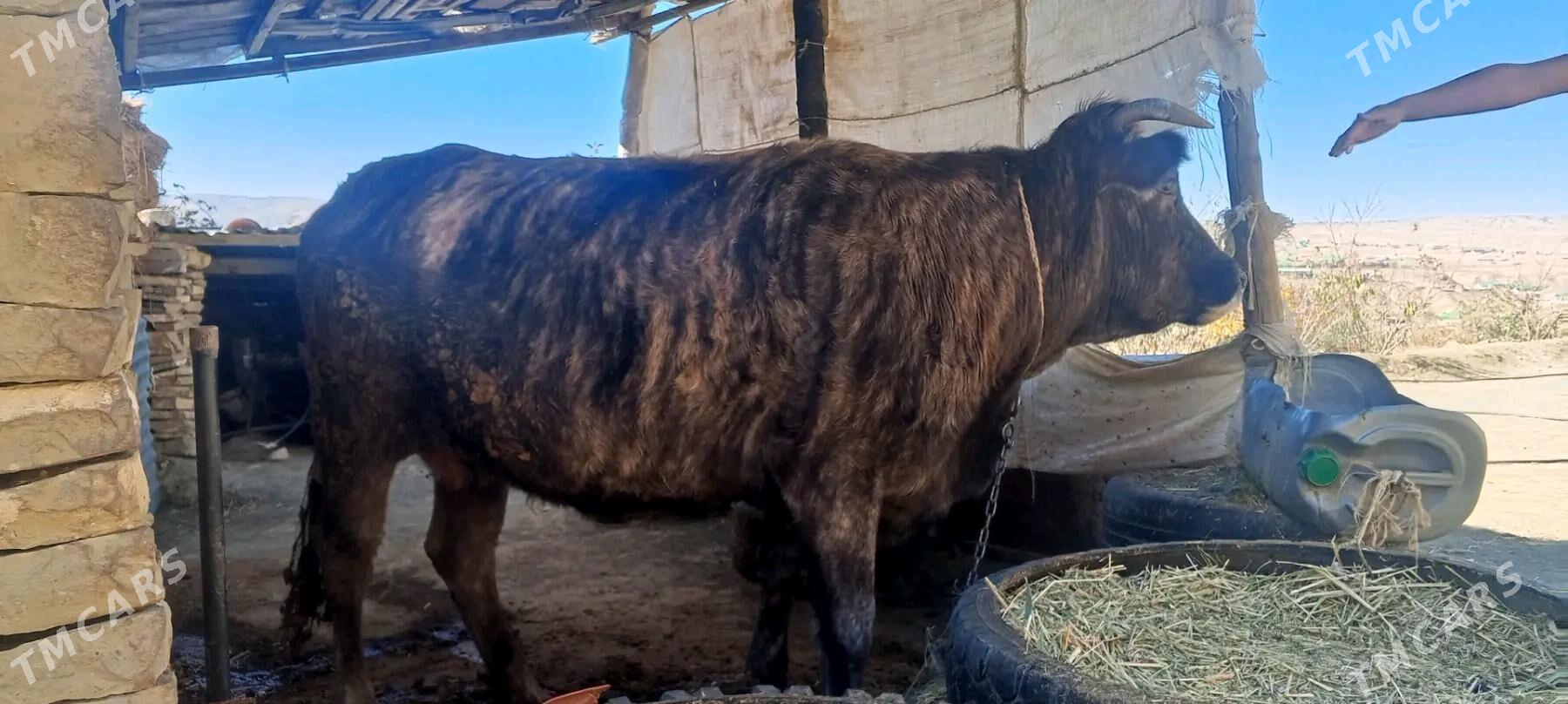 sygyr - Bäherden - img 1