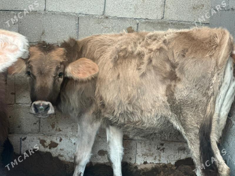 tüwe - Çoganly - img 3