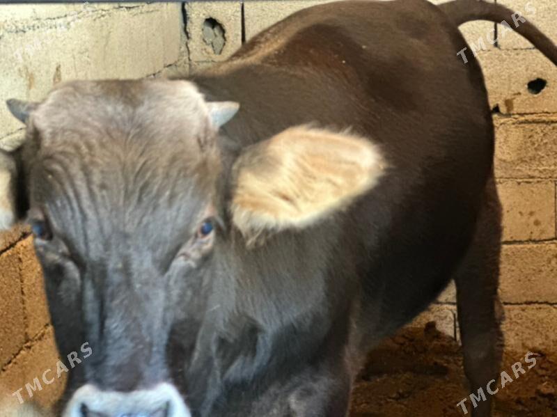 şwes öküz - Çoganly - img 3