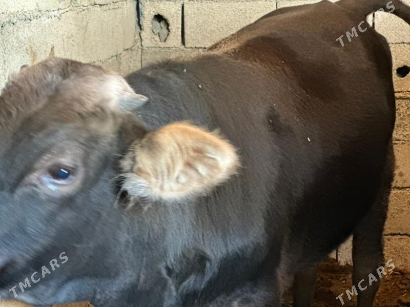 şwes öküz - Çoganly - img 4