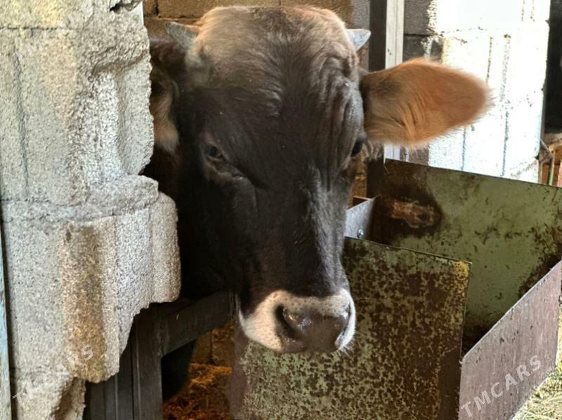 şwes öküz - Çoganly - img 6