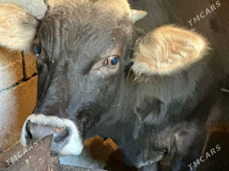 şwes öküz - Çoganly - img 5