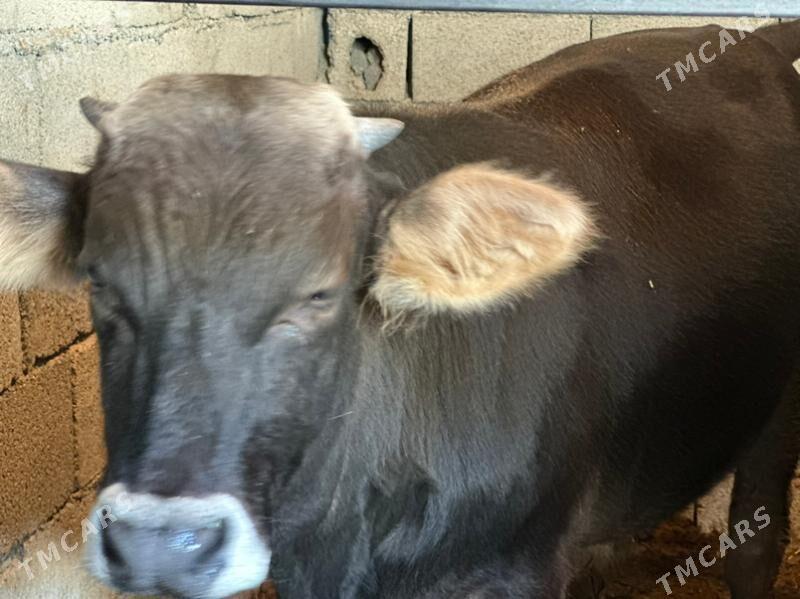 şwes öküz - Çoganly - img 2