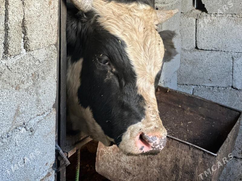 ala öküz - Чоганлы - img 1