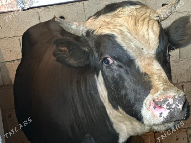 ala öküz - Чоганлы - img 3