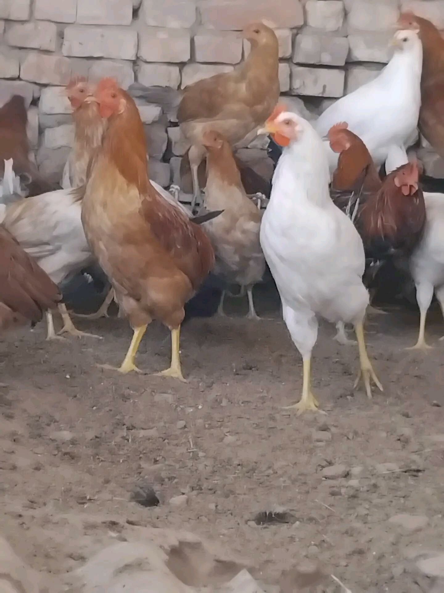 towuk - Теджен - img 3