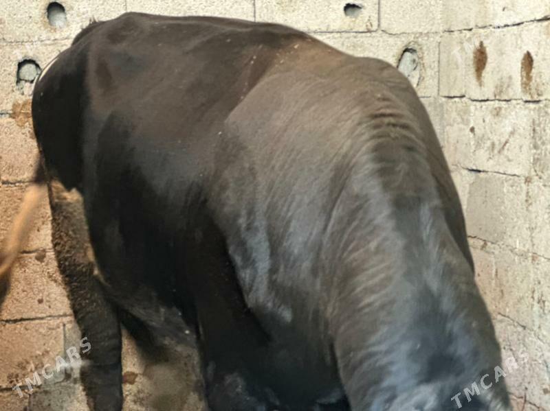 ala öküz - Чоганлы - img 2