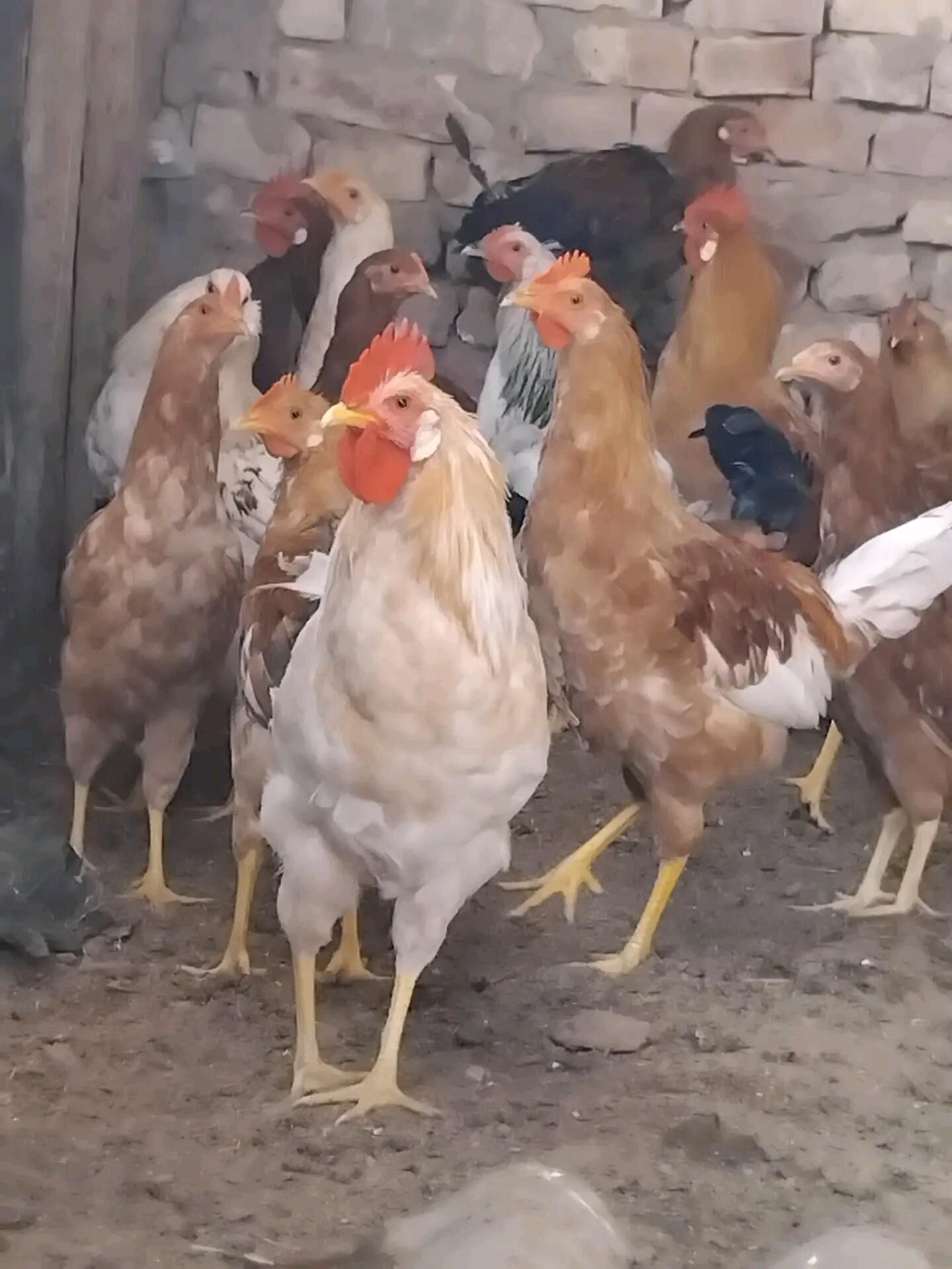 towuk - Теджен - img 2