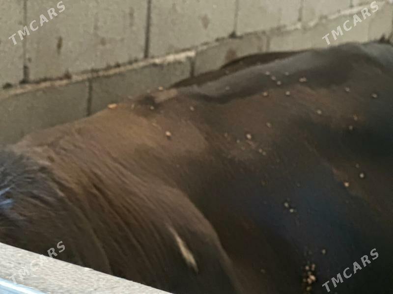 ala öküz - Чоганлы - img 4