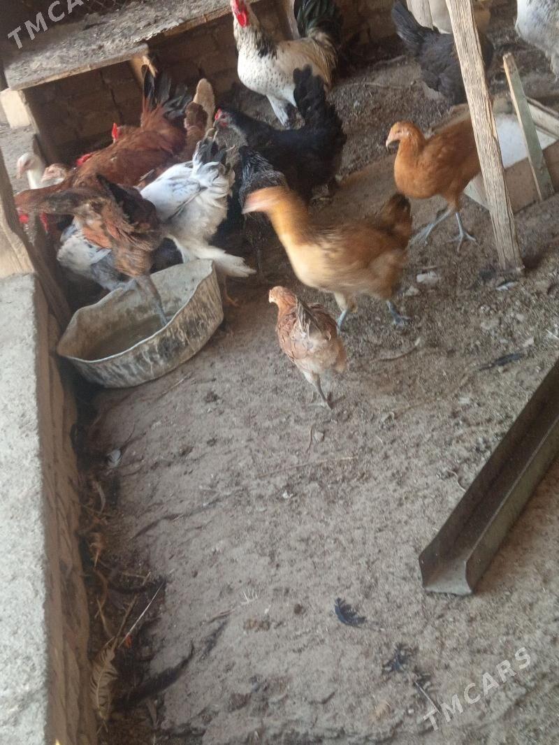 towuk - Bereket - img 1