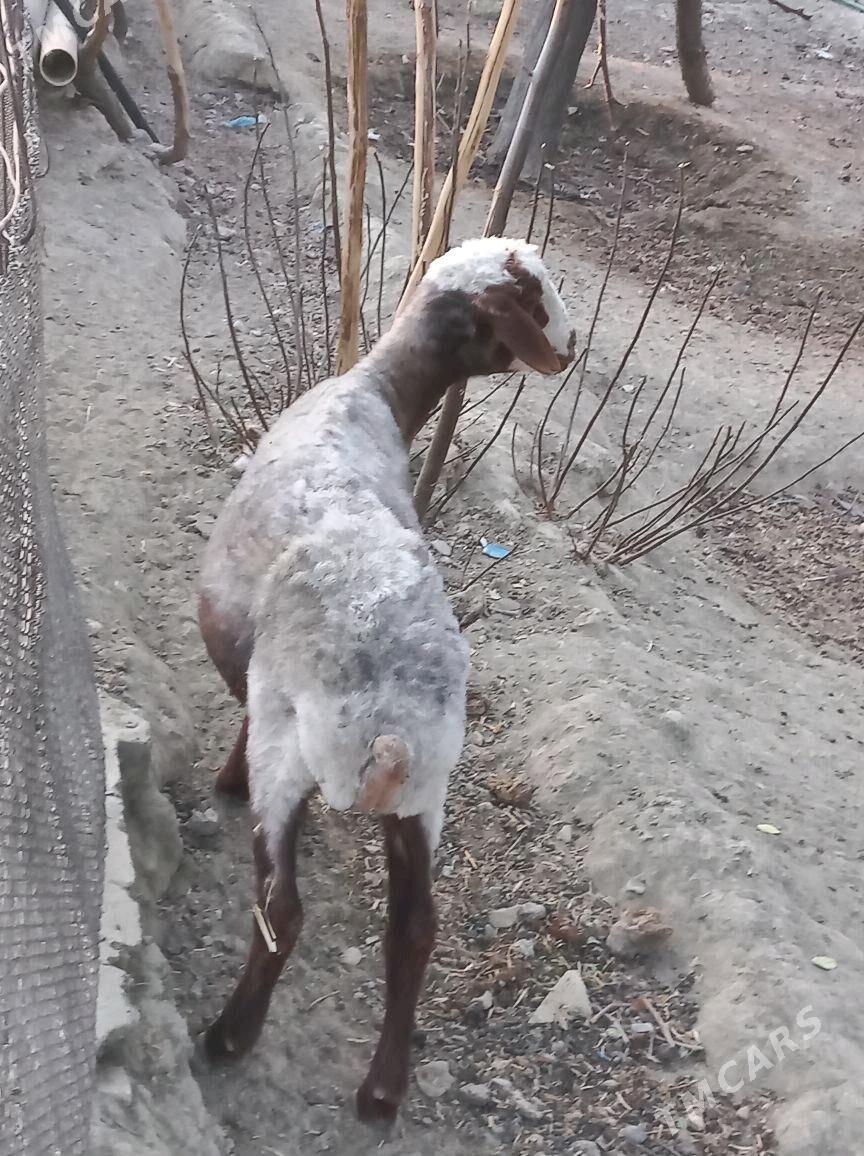 goÿun - Гёкдепе - img 2