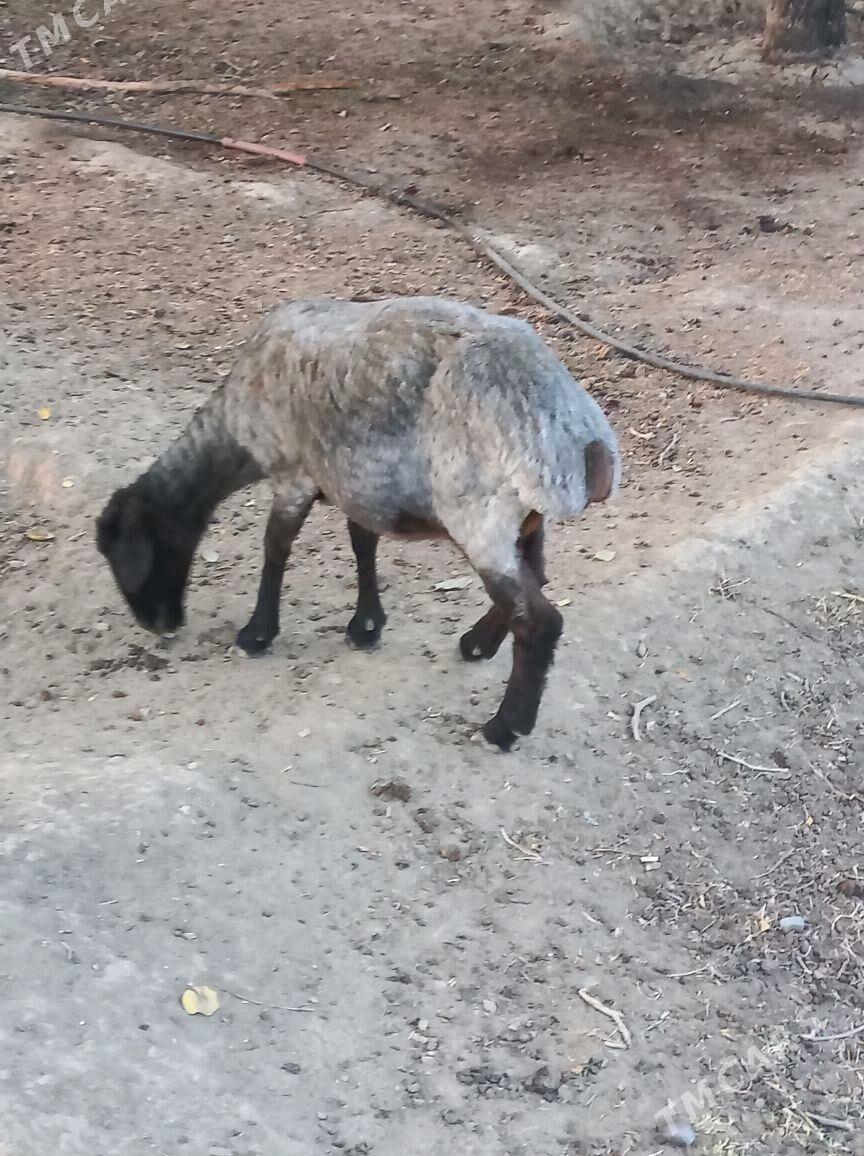 goÿun - Гёкдепе - img 3