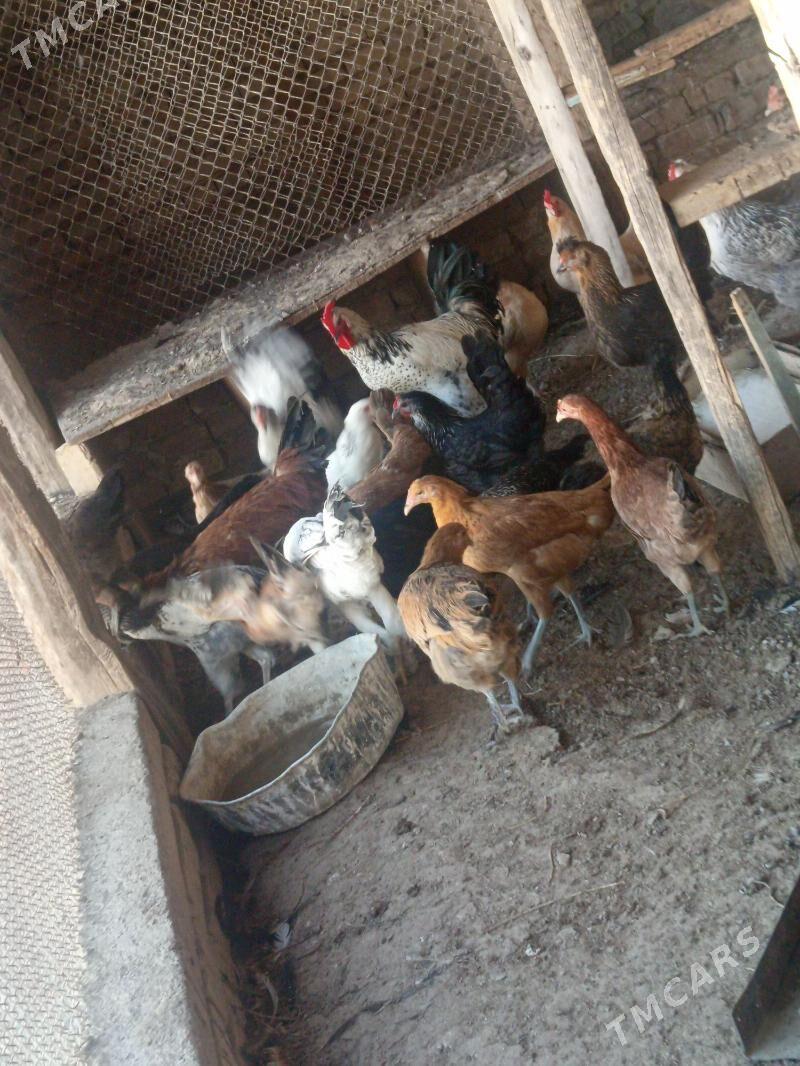 towuk - Bereket - img 2