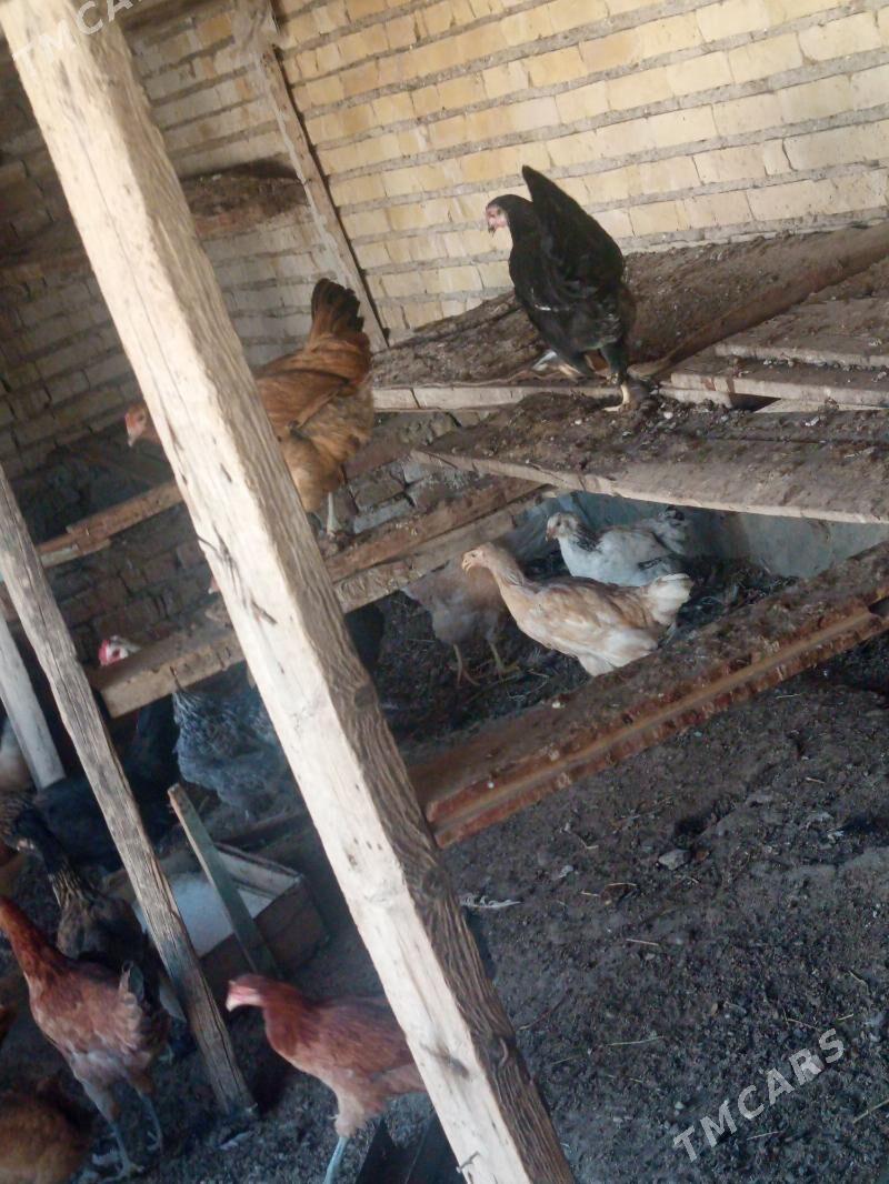 towuk - Bereket - img 3