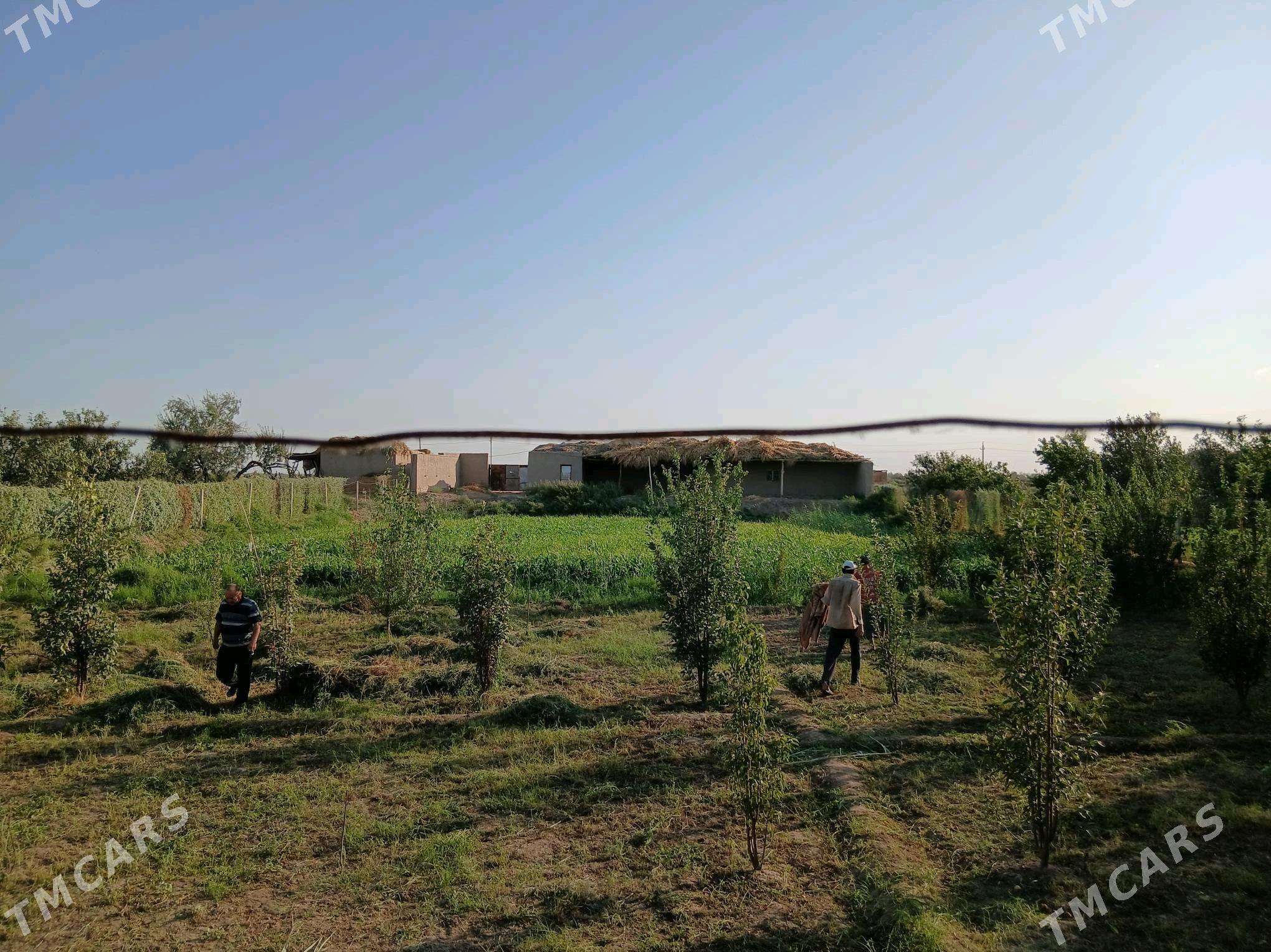 jay satlyk - Шабатский этрап - img 5