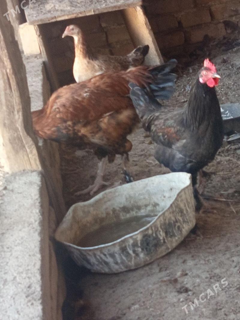 towuk - Bereket - img 4