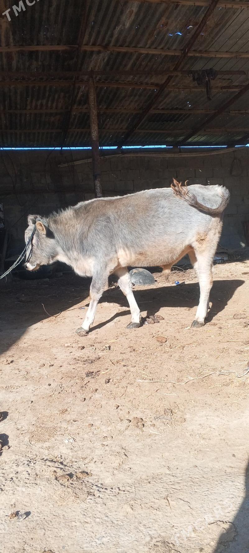 oküz - Гёкдепе - img 3