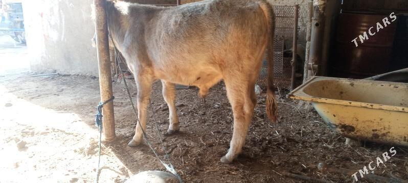 oküz - Гёкдепе - img 2