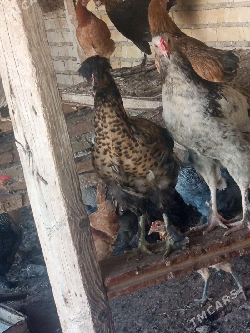 towuk - Bereket - img 6