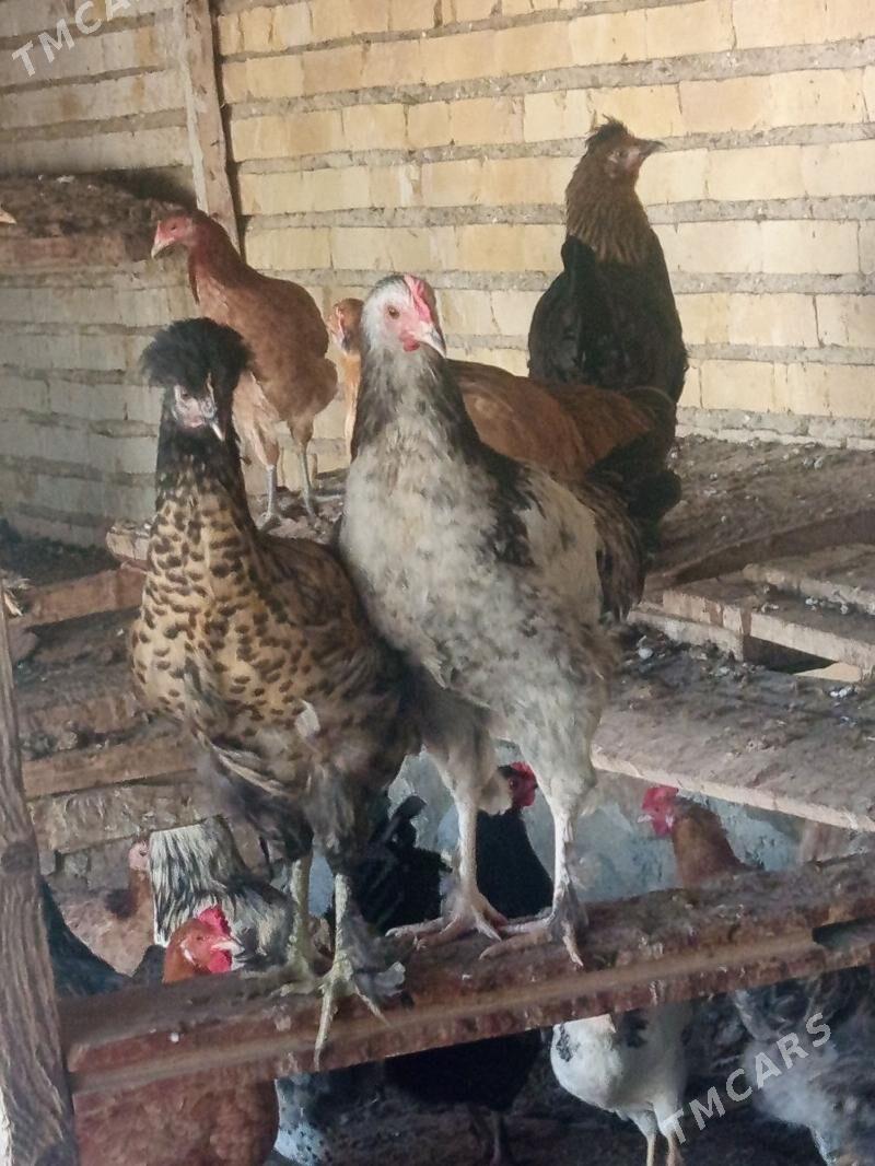 towuk - Bereket - img 7