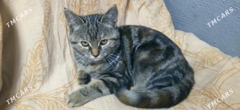 Котенок Pişik - Türkmenabat - img 2