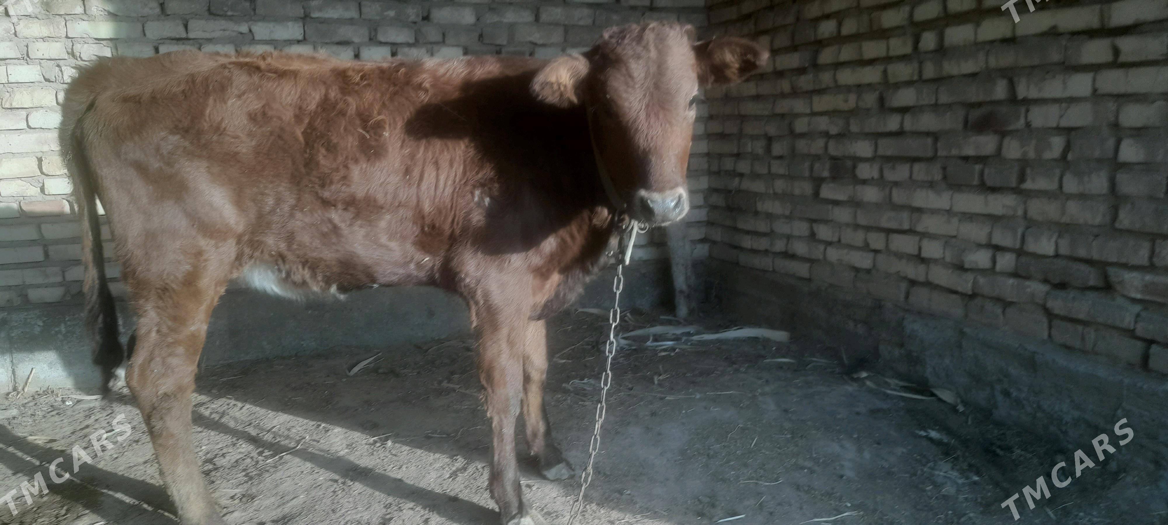 Tüwe - Babadaýhan - img 3