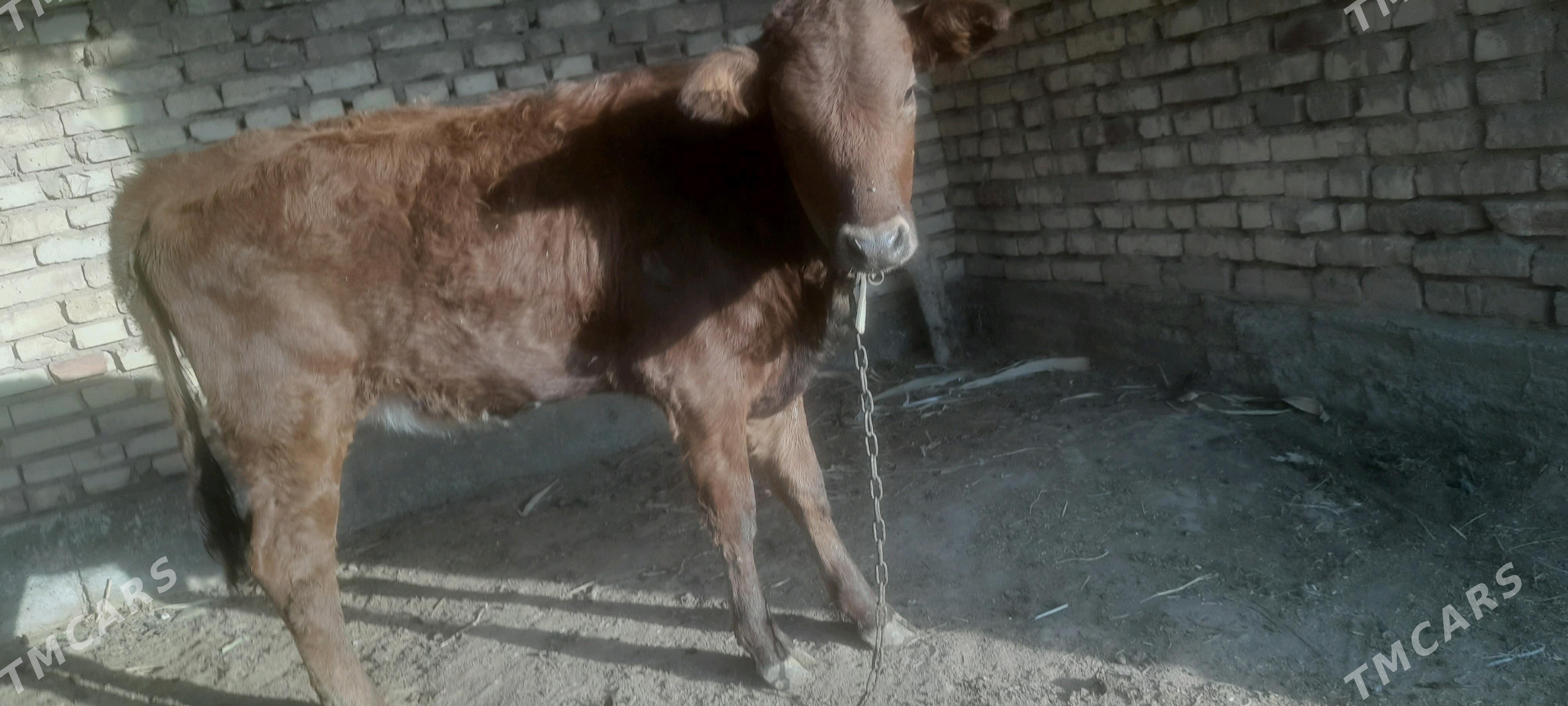 Tüwe - Babadaýhan - img 2