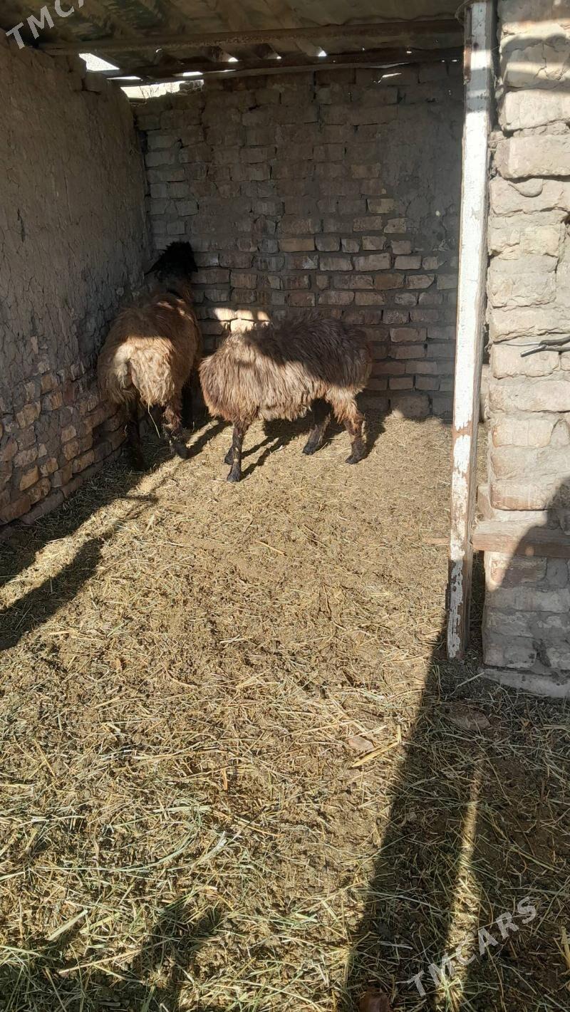 tokly - Bagyr - img 2