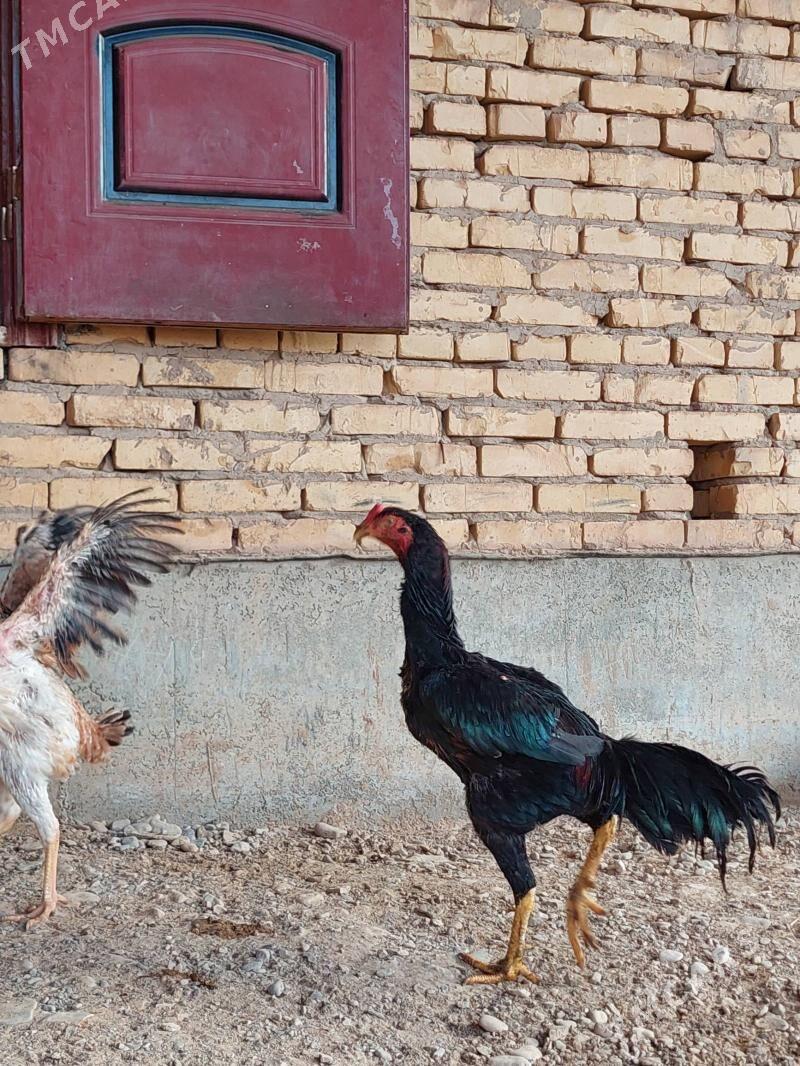 horaz - Tejen - img 2