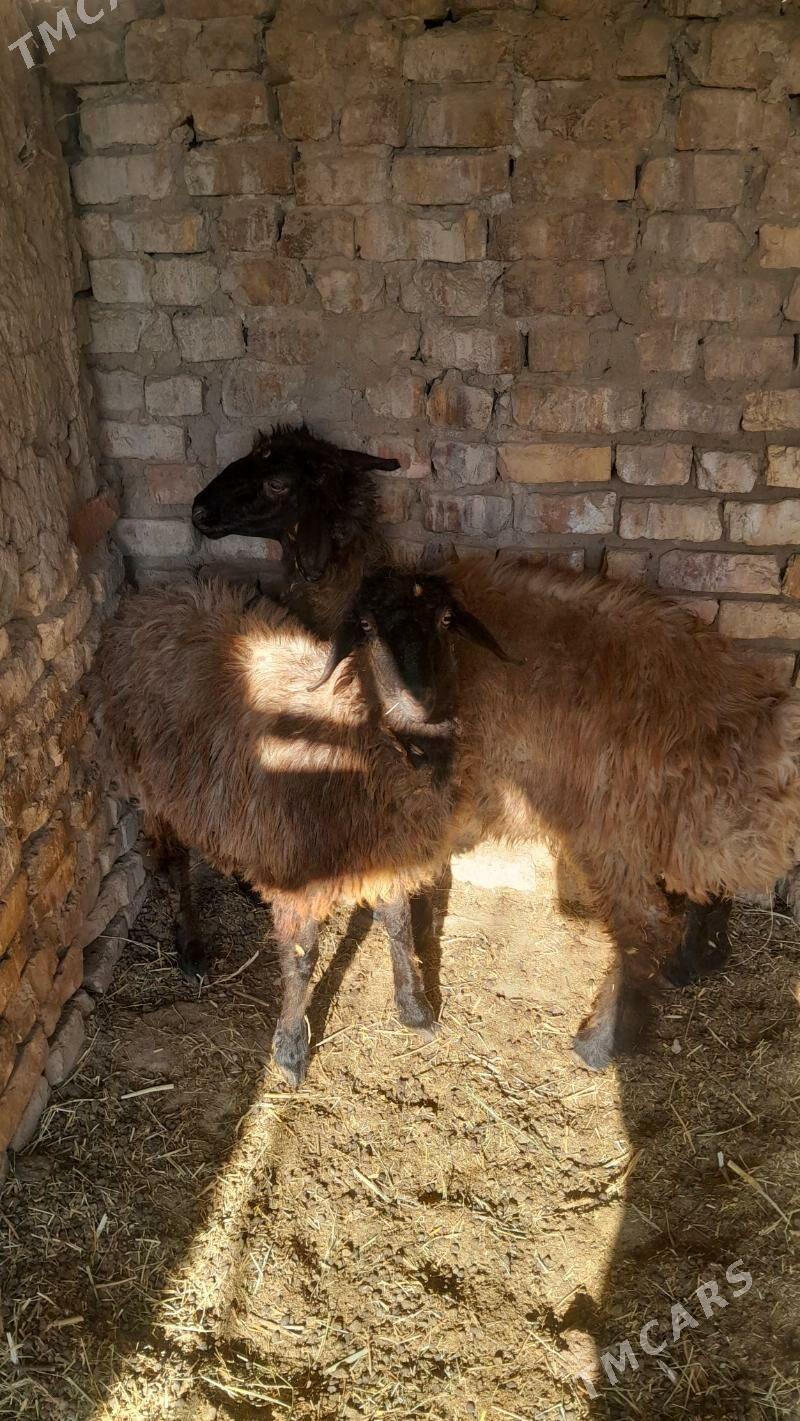 tokly - Bagyr - img 1