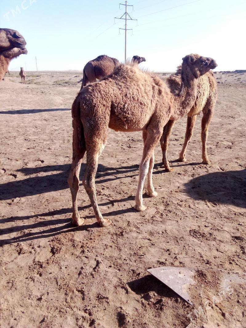 düye - Esenguly - img 4