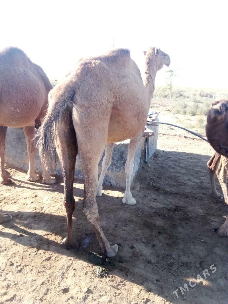 düye - Esenguly - img 2