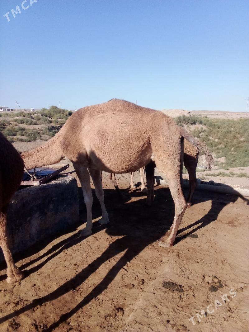 düye - Esenguly - img 5