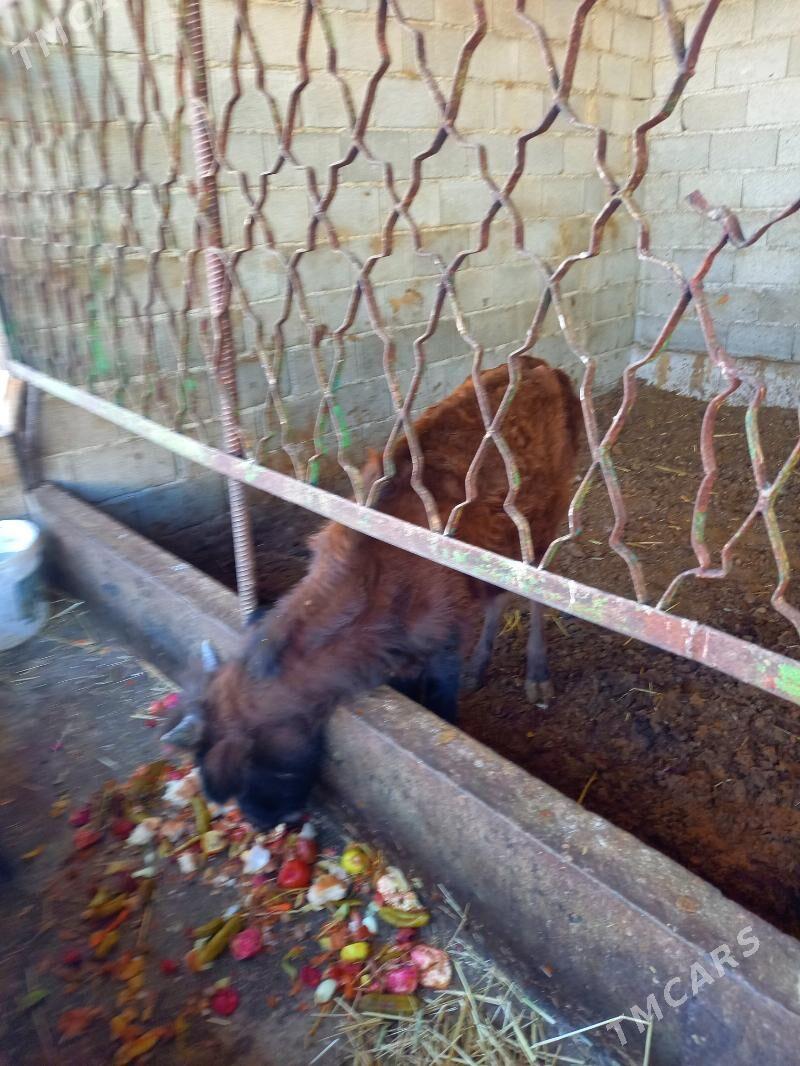 okuz - Gökdepe - img 2