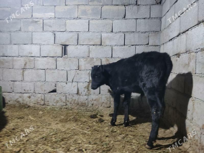 okuz - Gökdepe - img 1