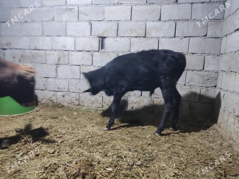 okuz - Gökdepe - img 2