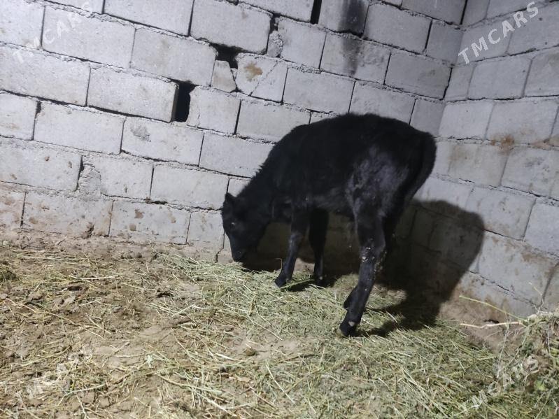 okuz - Gökdepe - img 3