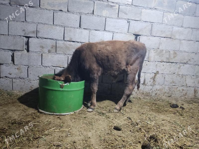 okuz - Gökdepe - img 4