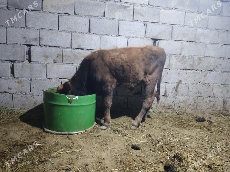 okuz - Gökdepe - img 3