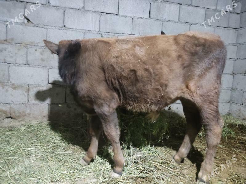 okuz - Gökdepe - img 2