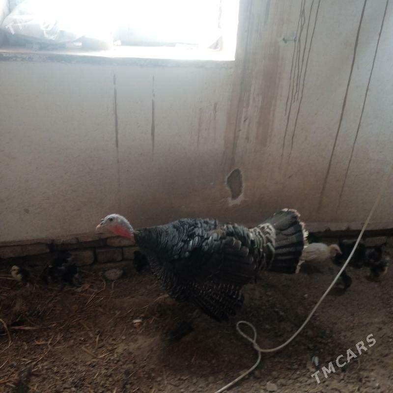 Induk - Шабатский этрап - img 2