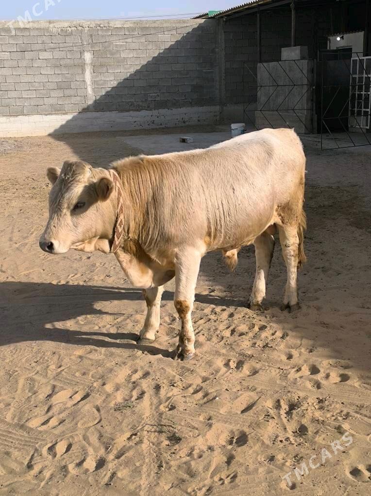 OKZ ŞORLE - Änew - img 3