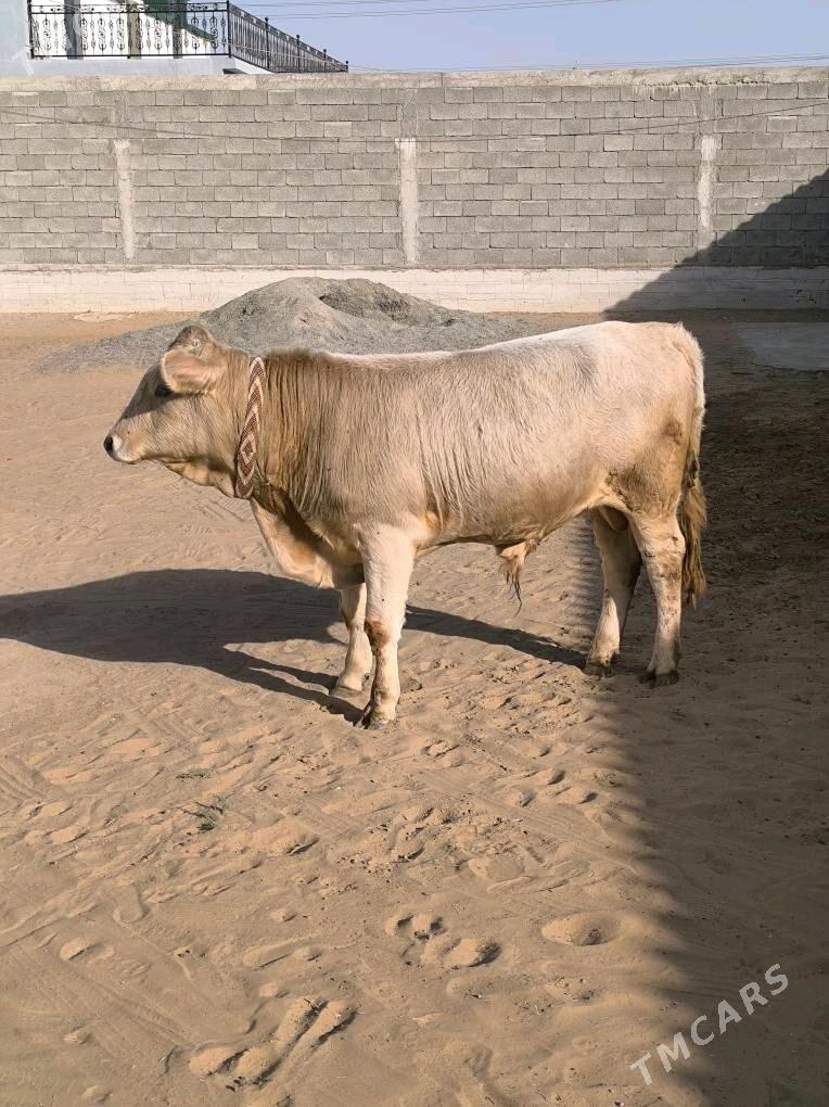 OKZ ŞORLE - Änew - img 2