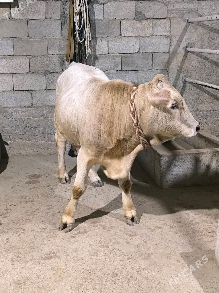 OKZ ŞORLE - Änew - img 7