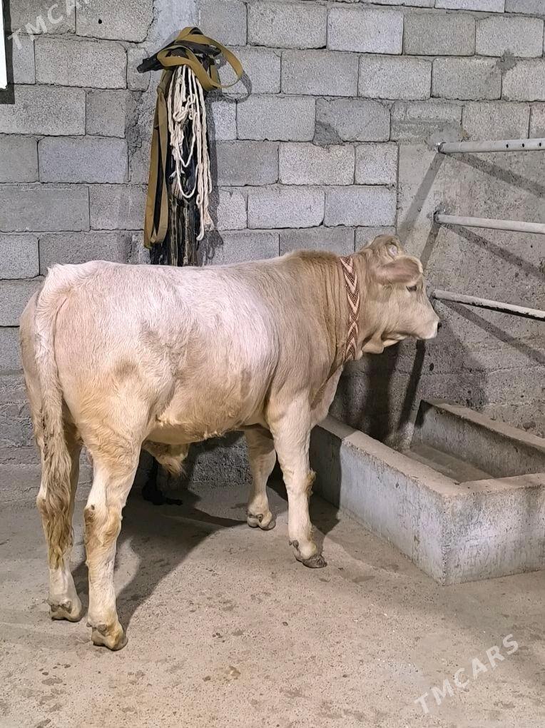 OKZ ŞORLE - Änew - img 5