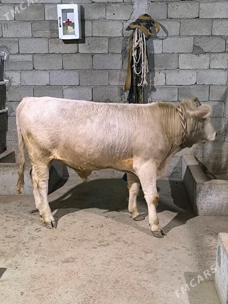 OKZ ŞORLE - Änew - img 4