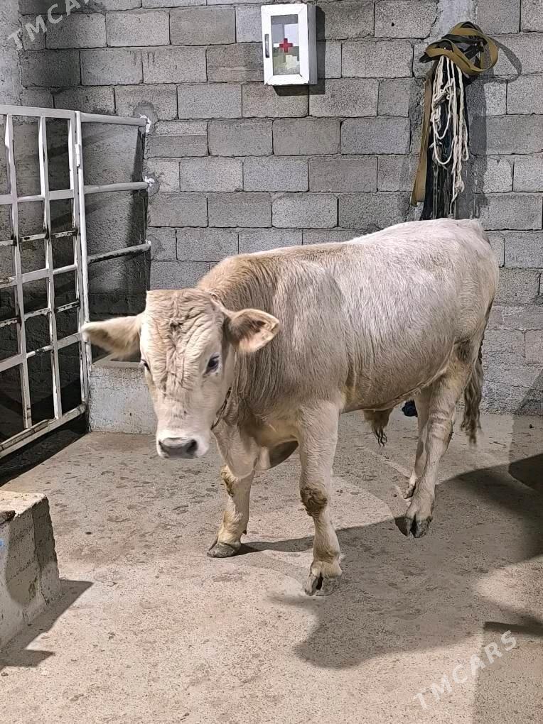 OKZ ŞORLE - Änew - img 8