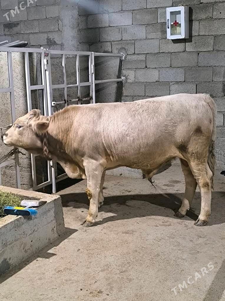 OKZ ŞORLE - Änew - img 6